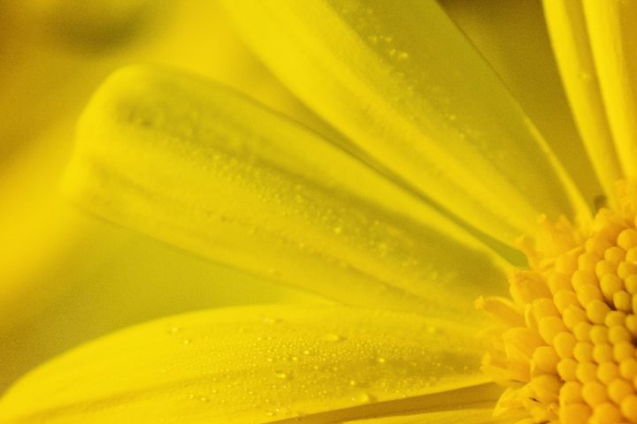 Micro Photo of Yellow Flower