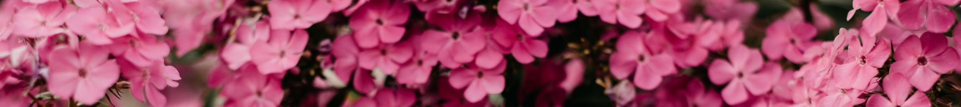 Close-Up Photography of Pink Flowers