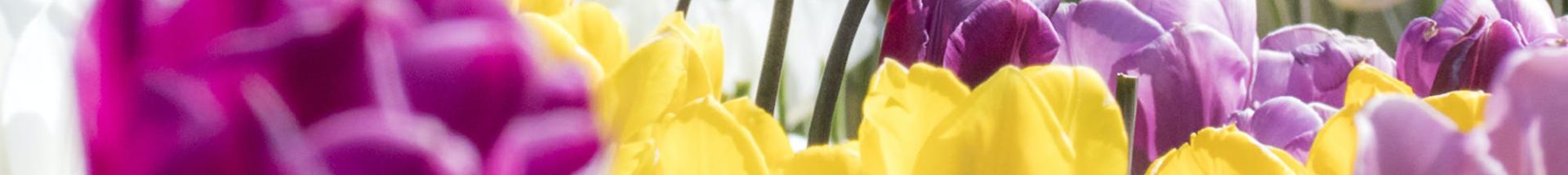 Bed of Assorted-color Flowers