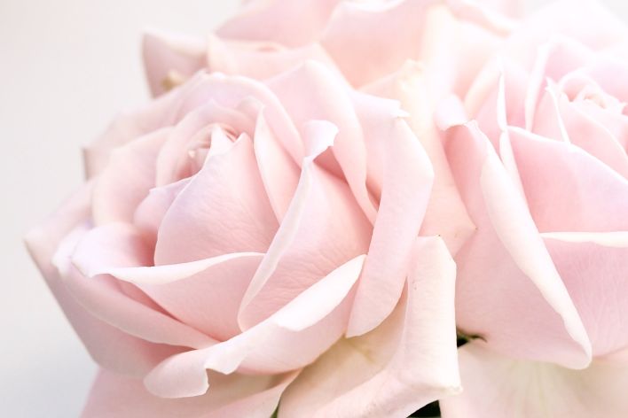 Close-up Photography of Roses